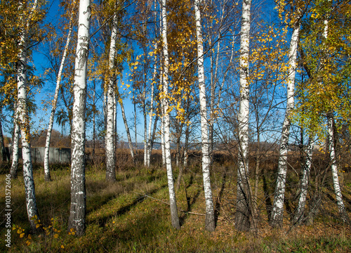 autumn landscape with birches