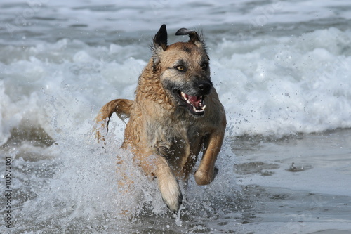 Hund springt aus den Wellen © Petra Eckerl