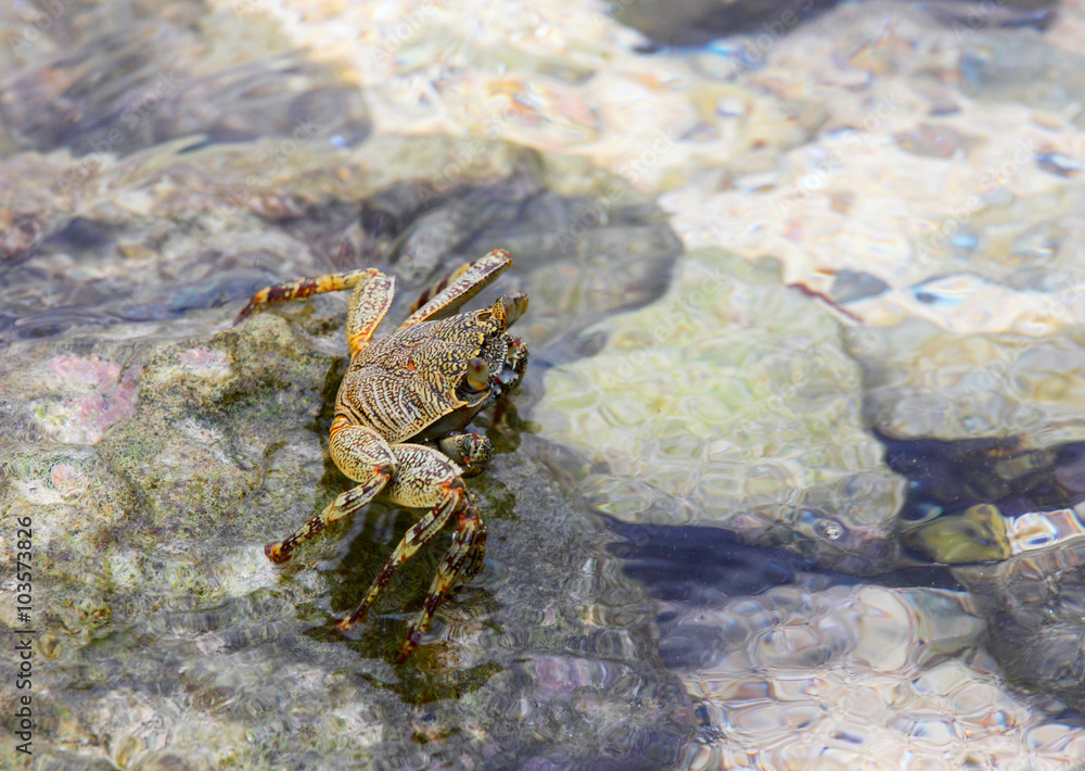 small exotic crab small exotic crab