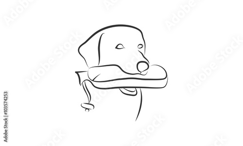 vector illustration of  dog labrador retriever