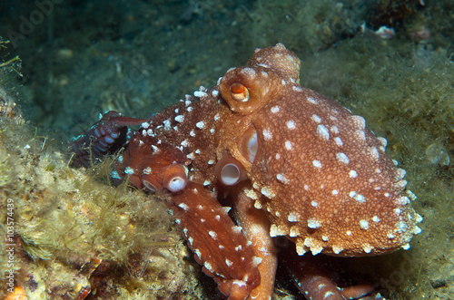 Octopus is camouflaged18