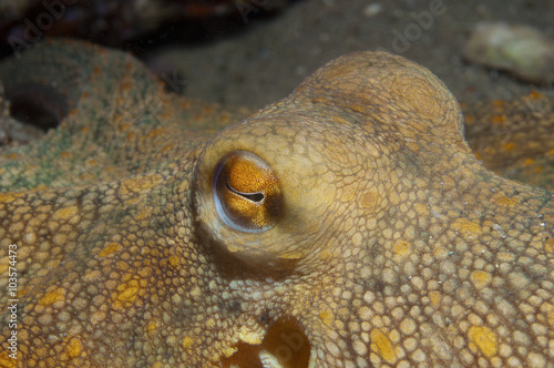 Octopus is camouflaged7