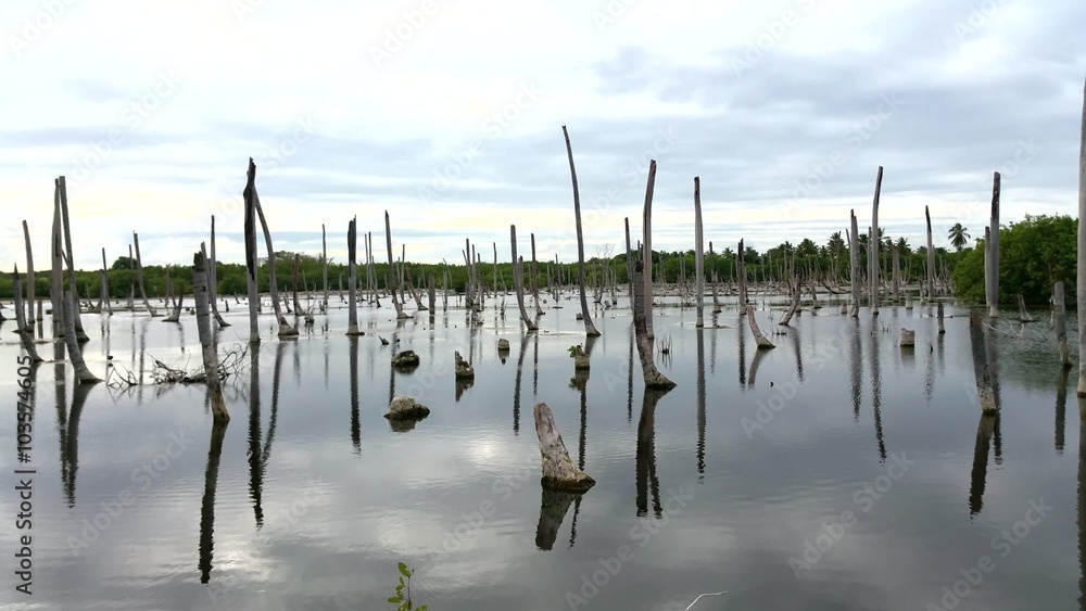 Palm tree trunks reflected in swampy waters at Bavaro, Punta Cana lagoon, Dominican republic Palm tree trunks reflected in swampy waters at Bavaro, Punta Cana lagoon, Dominican republic
