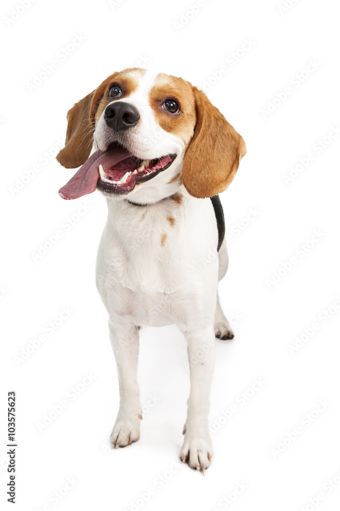 Happy Young Beagle Dog Tongue Out