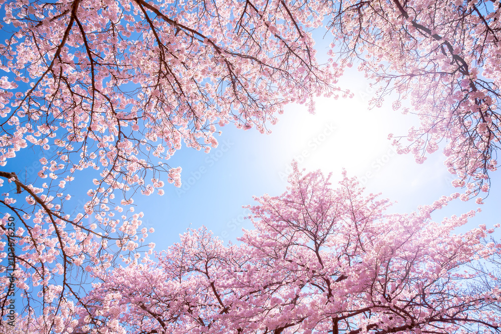 Rosa Kirschbäume im Frühling als Hintergrund vor blauem Himmel