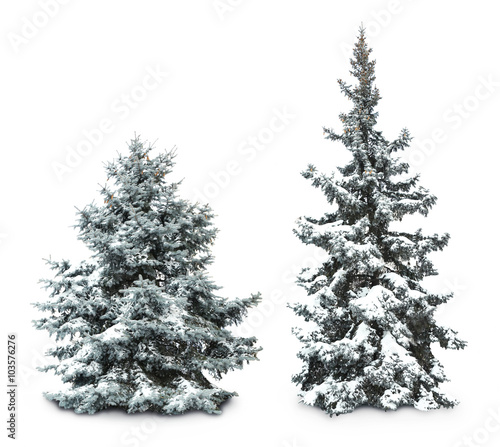 Fir-trees with snow, isolated on white
