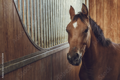 Fototapeta Naklejka Na Ścianę i Meble -  Portrait of an alert curious brown horse in a stable.