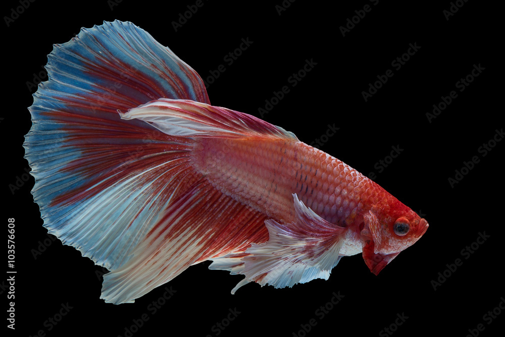 Fototapeta premium betta