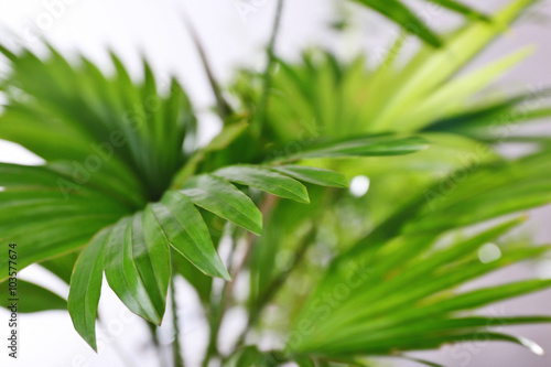Green palm leaves  closeup