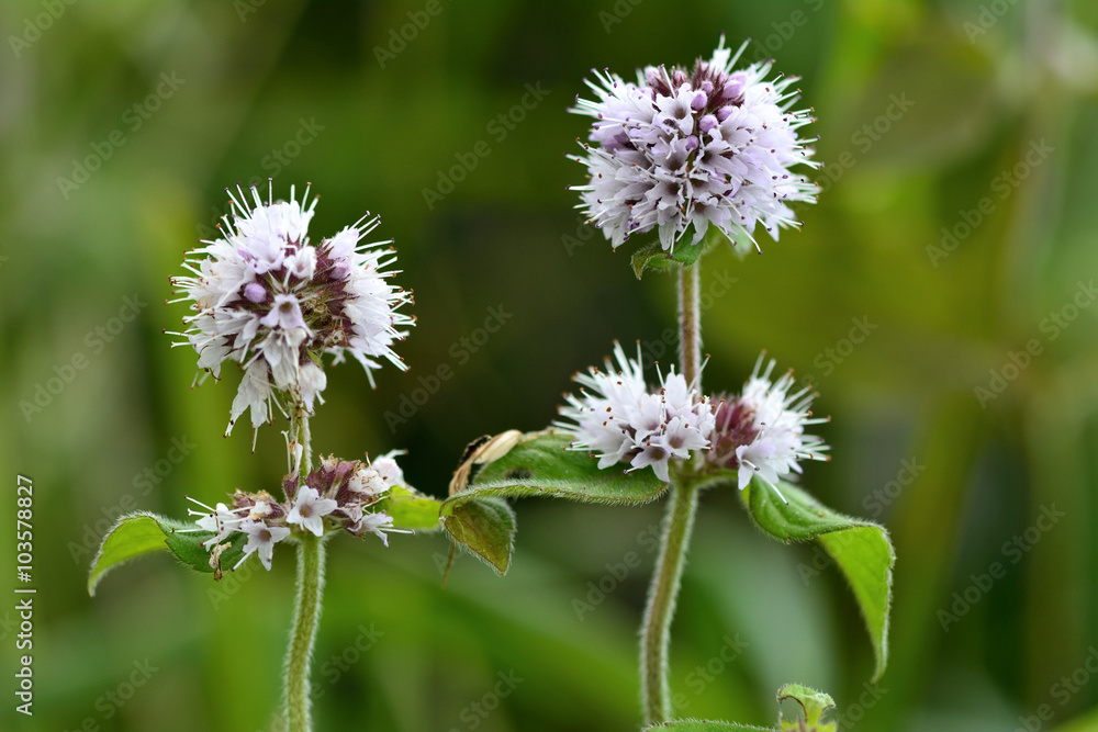 Water mint (Mentha aquatica). A plant of wet conditions with pale purple flowers in the Lamiaceae family Water mint (Mentha aquatica). A plant of wet conditions with pale purple flowers in the Lamiaceae family