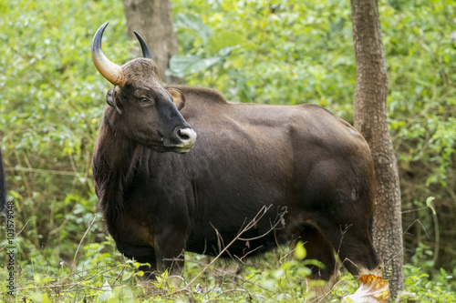 The gaur, also called Indian bison, is the largest extant bovine, native to South Asia and Southeast Asia. photo