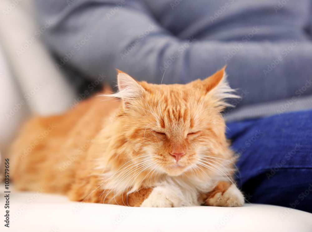 Sitting man with fluffy red cat on a sofa