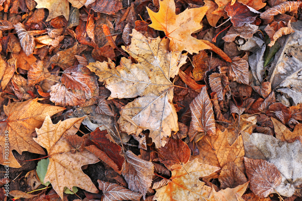 Pile of different dry leaves underfoot Pile of different dry leaves underfoot