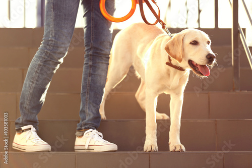 Fototapeta Naklejka Na Ścianę i Meble -  Labrador dog walking with human on the stairs