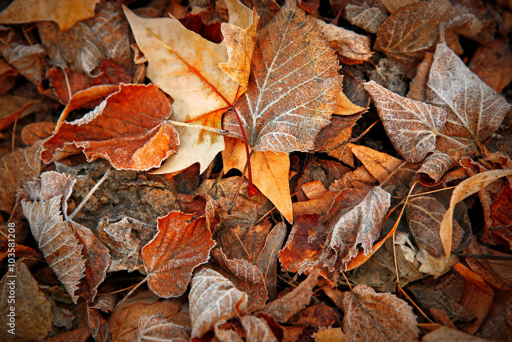 Frozen leaves close up. Natural background Frozen leaves close up. Natural background