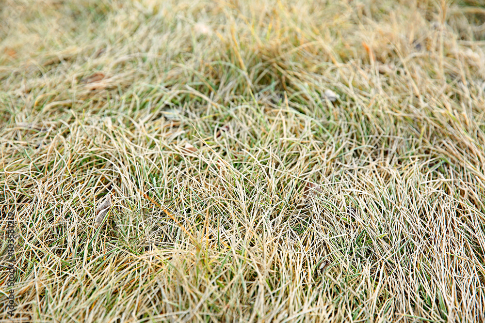 Frozen grass, close up. Natural background Frozen grass, close up. Natural background