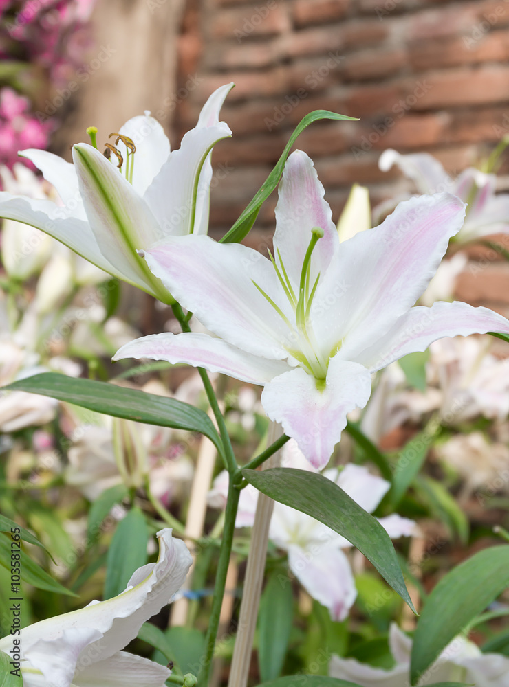 Fototapeta premium Close up of white lily flower