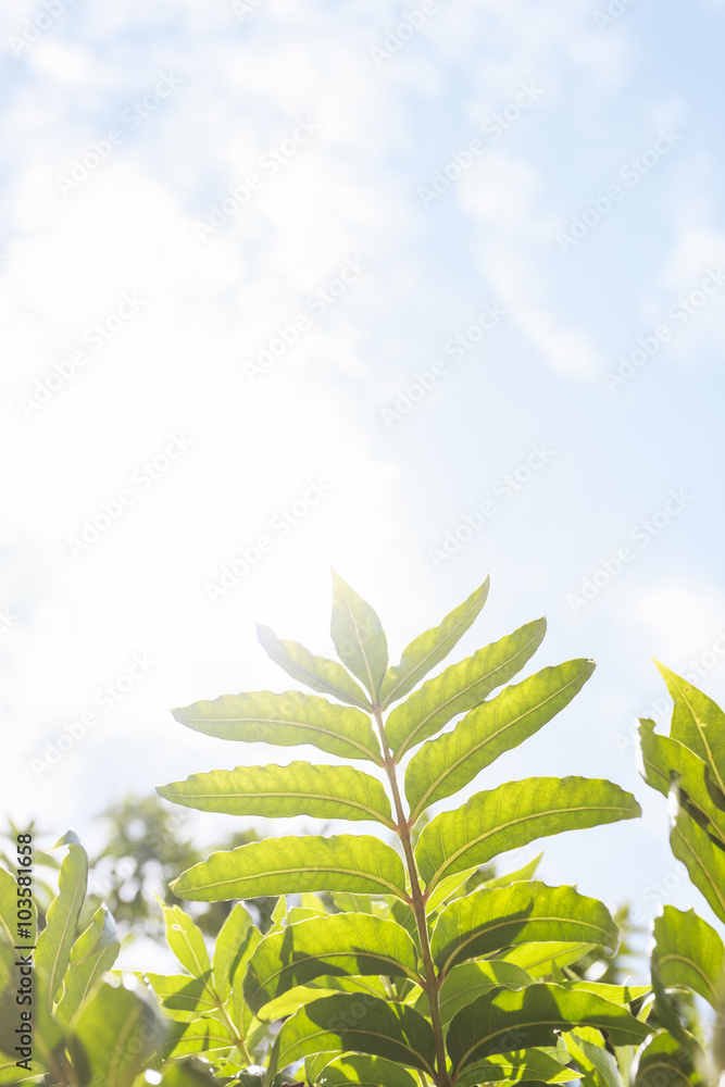 Obraz premium the sun ray through the branch