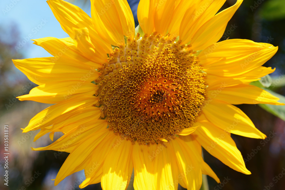 Naklejka premium Sunflower