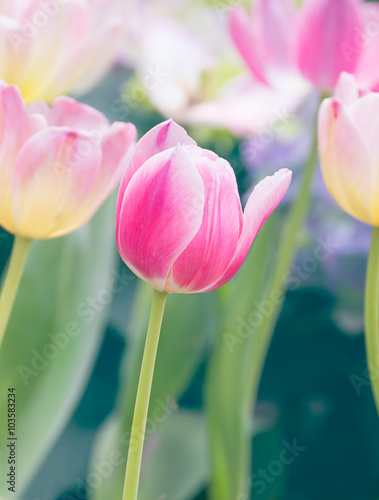 Pink tulip flower in garden