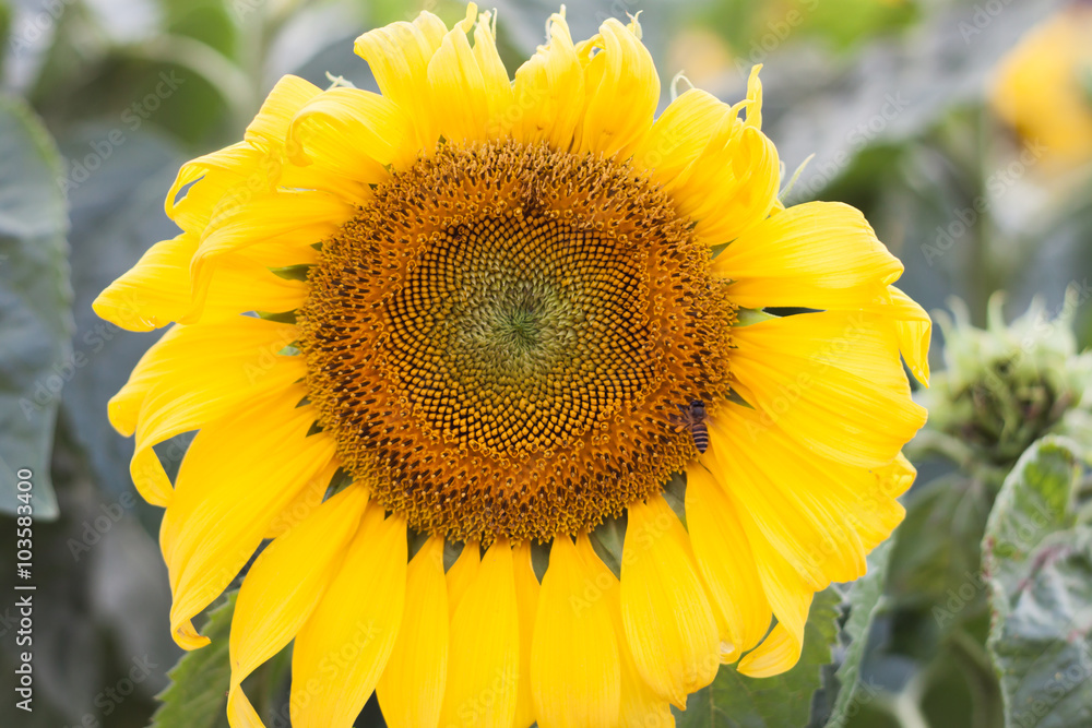 Fototapeta premium Beautiful sunflower with natural background