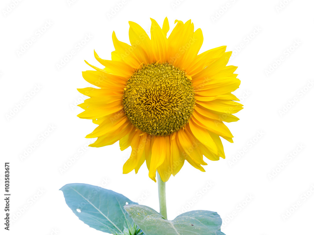 Obraz premium Sunflower on the isolated white background