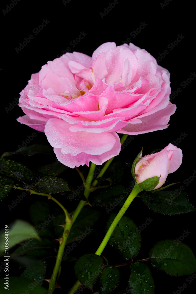 beautiful pink rose with water drop on black beautiful pink rose with water drop on black