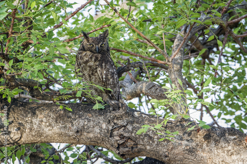 Spotted Eagle-Owl in Kruger National park, South Africa Spotted Eagle-Owl in Kruger National park, South Africa