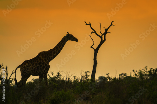 Giraffe in Kruger National park  South Africa