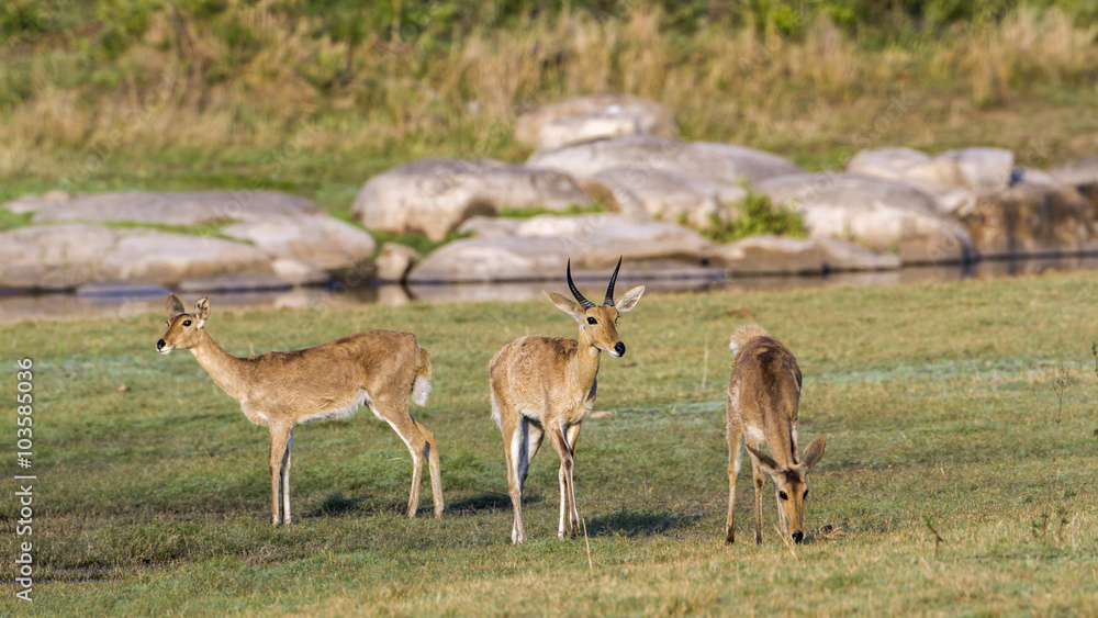Bohor reedbuck in Kruger National park, South Africa Bohor reedbuck in Kruger National park, South Africa