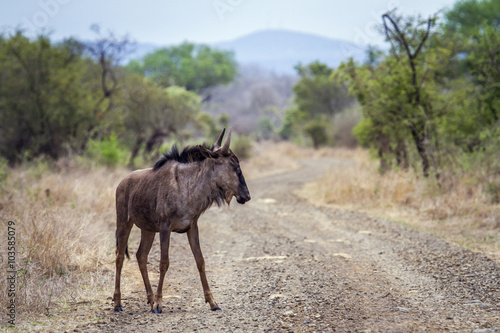 Blue wildebeest in Kruger National park  South Africa