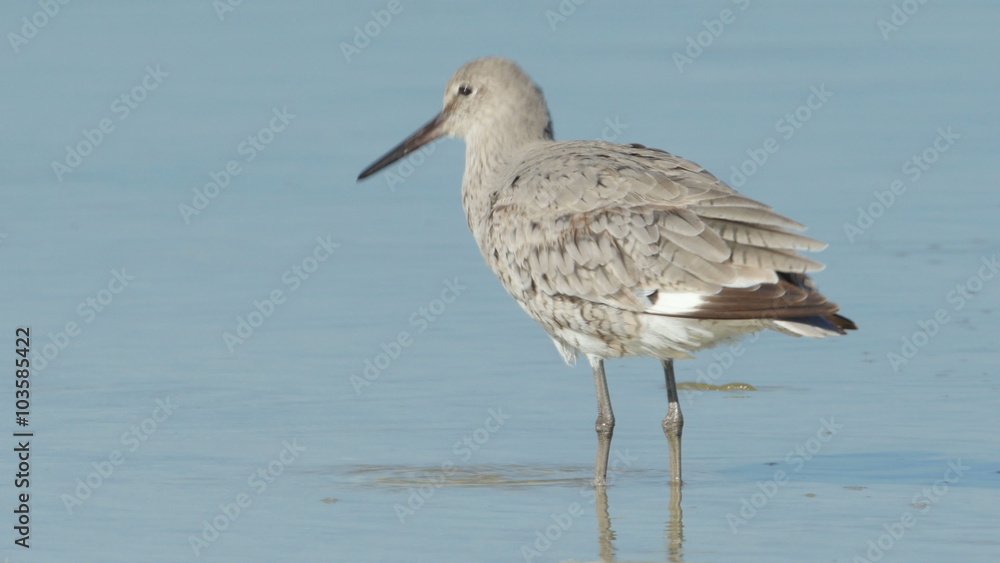 4K Willet (Tringa semipalmata) Preening 2 4K Willet (Tringa semipalmata) Preening 2