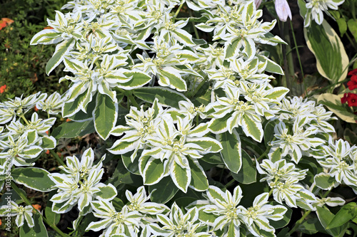 Euphorbia marginata or whitemargined spurge photo