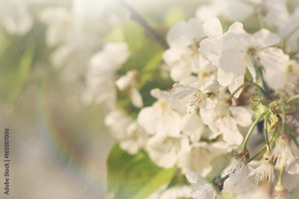 Magical blooming cherry tree, spring background with blooming white flowers Magical blooming cherry tree, spring background with blooming white flowers