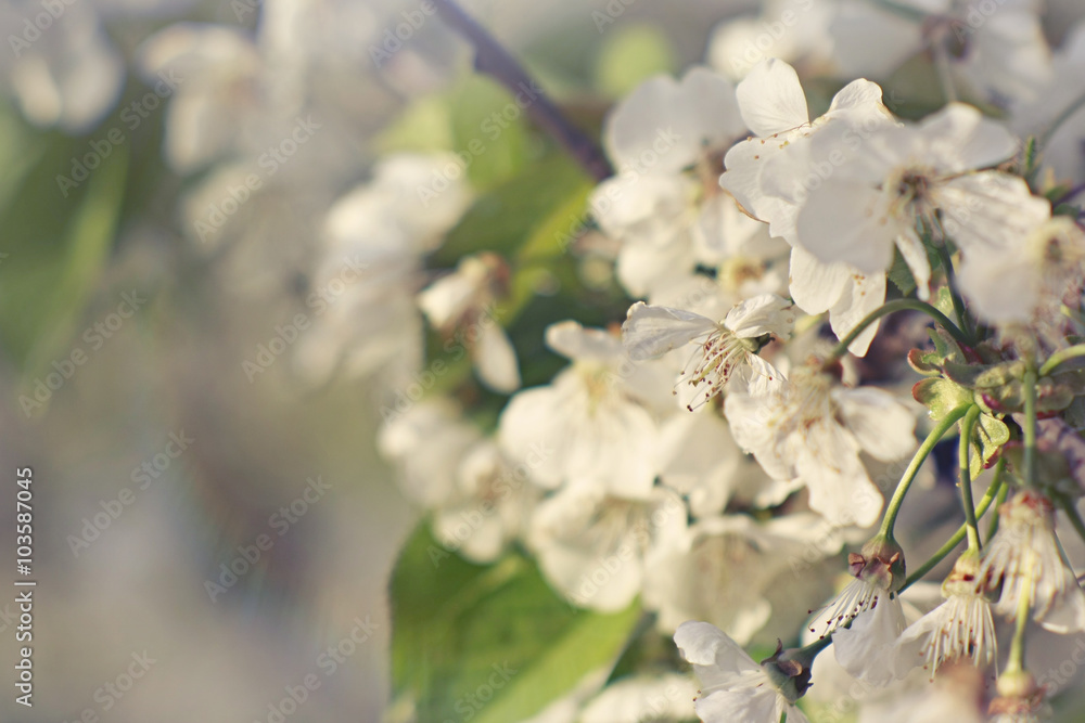 Great Blooming cherry tree background, spring flowers Great Blooming cherry tree background, spring flowers