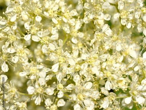 Closeup on the tiny flowers of a meadowsweet plant © hhelene