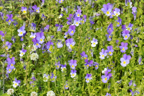 Field of wild pansy and white clover flowers