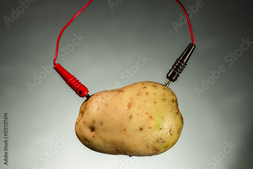 Potato as source of power. Energy crops