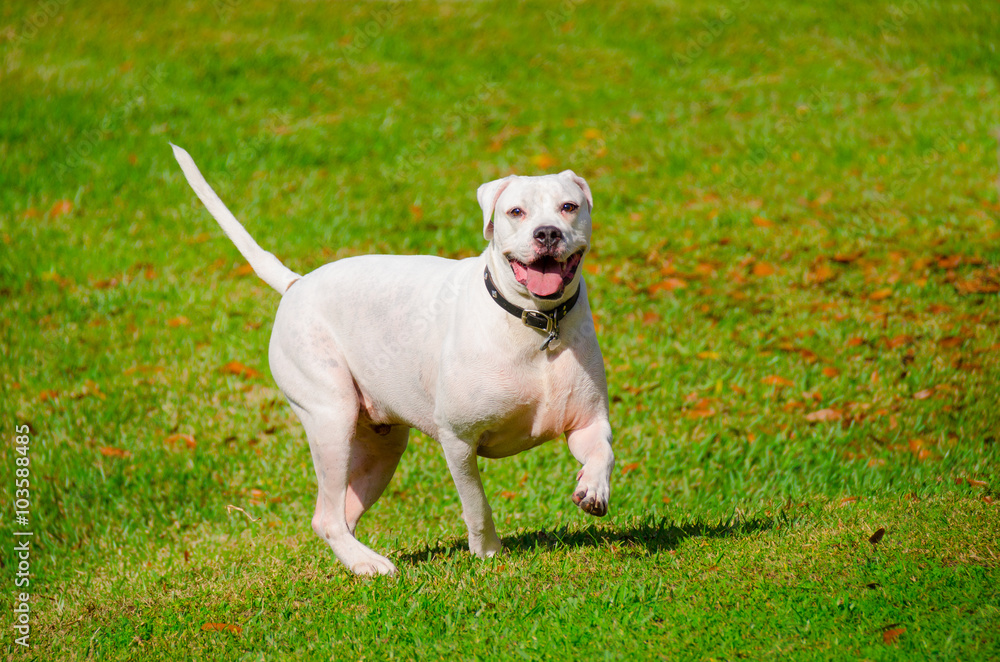 A large white American bulldog is trotting through a grass field on a sunny afternoon