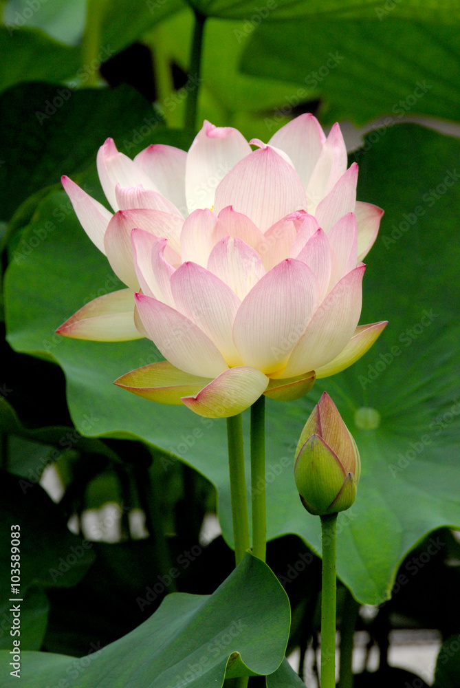 Fototapeta premium 蓮の花