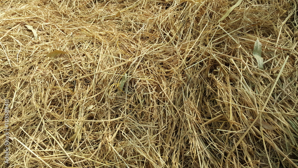 straw in the field. straw in the field.