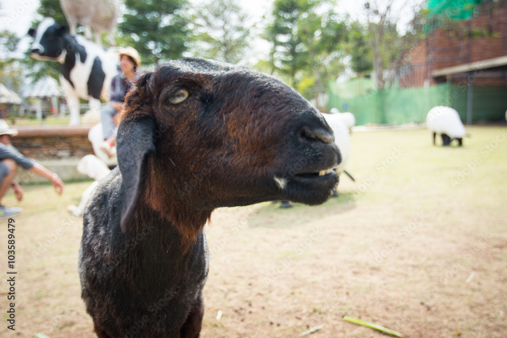 Fototapeta premium Sheep farm in eating grass , soft focus amd vintage style