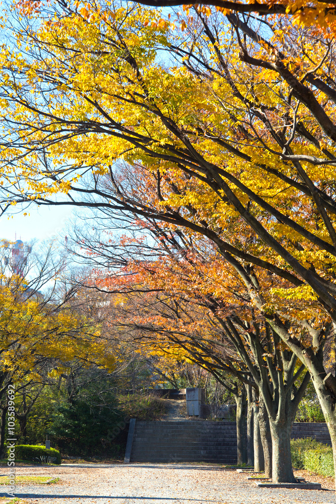 leaves in autumn forest