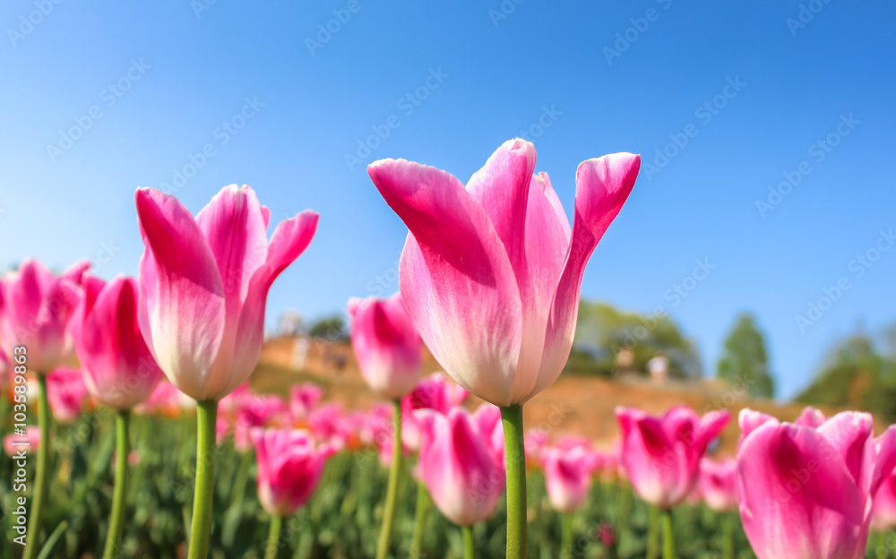 Pink tulips with the blue sky