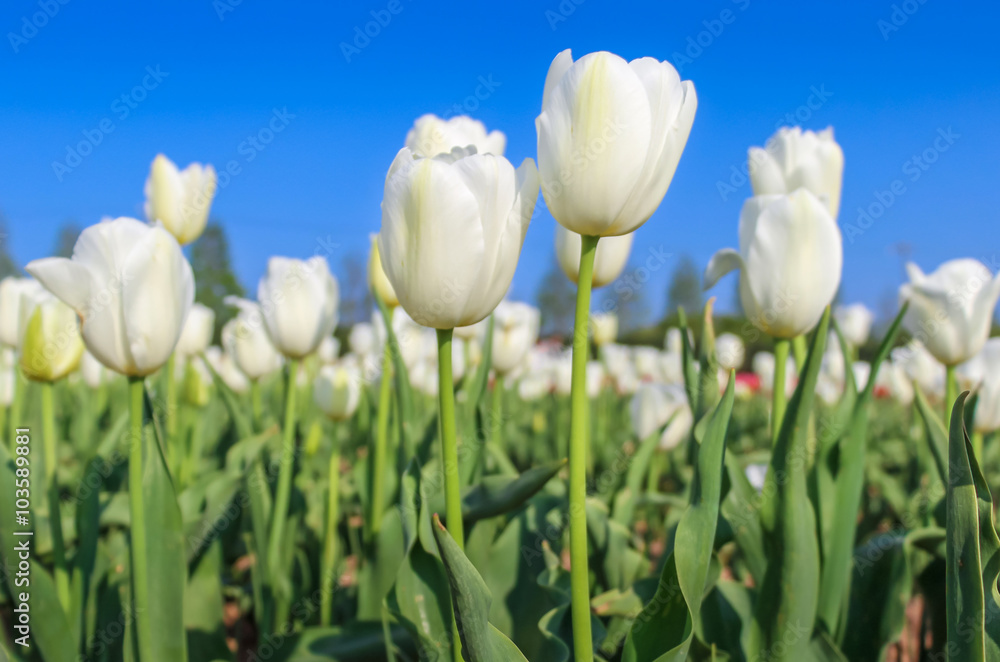 White tulips with the blue sky White tulips with the blue sky