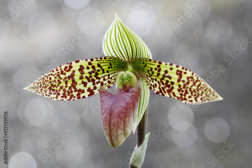 Paphiopedilum sukhakulii  member of Lady's Slipper orchid , the endemic plant of  Thailand , Southeast Asia. photo