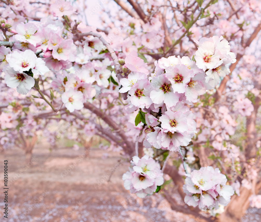 Almond blossom spring background. Beautiful pink spring tender flowers blossom. Pink almonds cherry flower close-up. Spring time flowers background. Pink sharp and defocused flowers blooming tree.