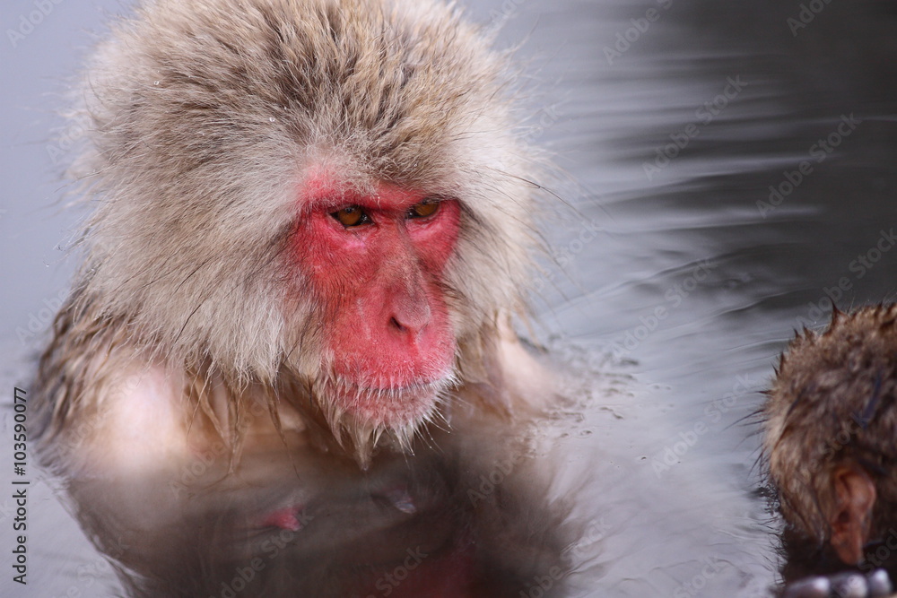 Fototapeta premium 【 SNOW MONKEY 】地獄谷野猿公苑(JIGOKUDANI MONKEY PORK)