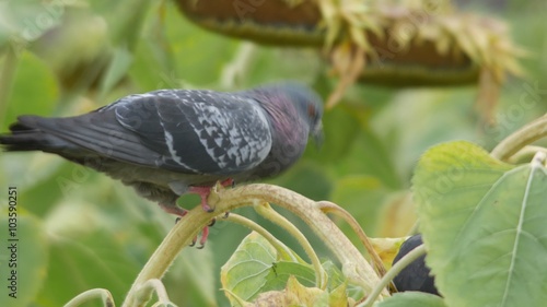 a pigeon is trying to eat sunflower seed in the agricultural field