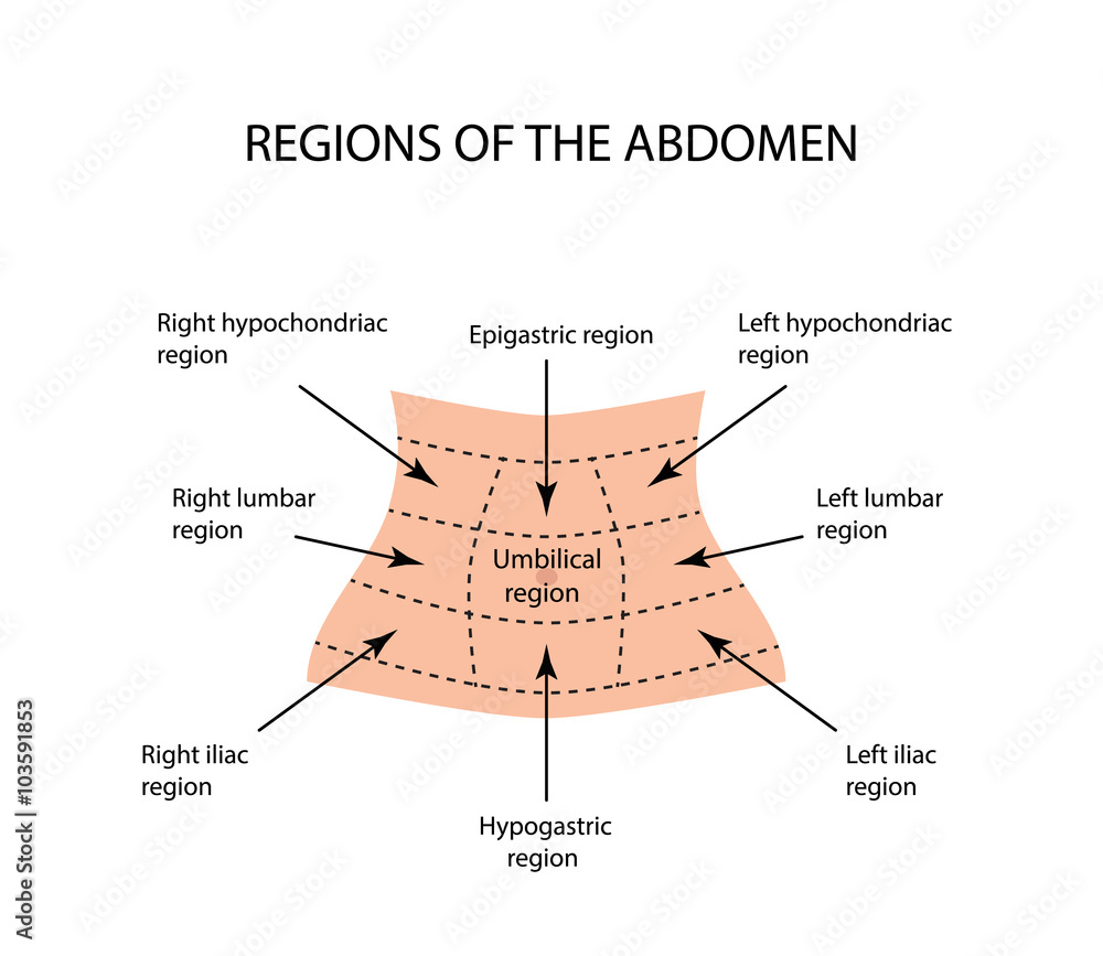 abdominal-region-vector-illustration-on-isolated-background-stock